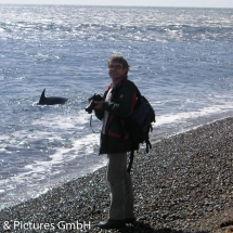 Eine Schule Schwertwale zeigt einem Kalb, wie man an den Strand und wieder zurück ins Wasser gelangt, um erfolgreich zu jagen.